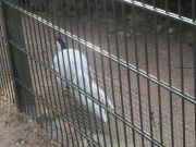 Kupittaan puiston lintulammikolle kannattaa tulla