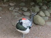 Kupittaan puiston lintulammikolle kannattaa tulla