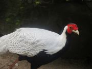 Kupittaan puiston lintulammikolle kannattaa tulla