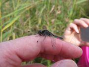 Sudenkorento Terisjärven luontopolulla
