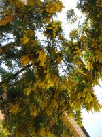 Buranon kukkiva puu, jonka tuoksu oli mahtava. 