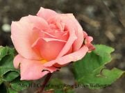 'Mrs H J Cutler' rose 