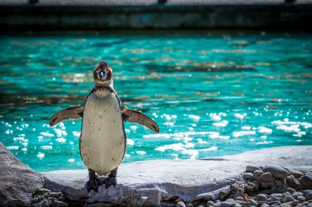 Pingviini Lontoon eläintarhassa