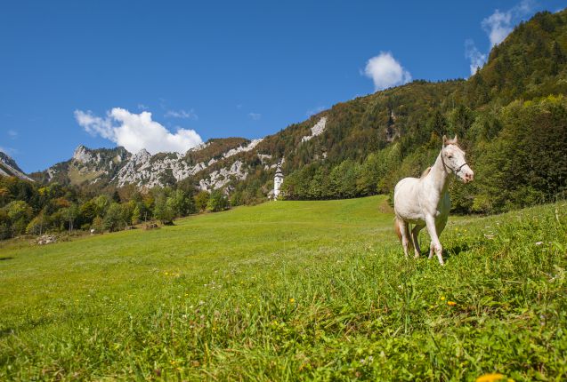 Slovenia on tunnettu näyttävistä lipizzanhevosista.