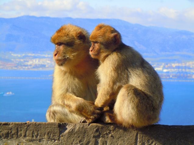 Gibraltarin apinat ovat hauska tuttavuus, mutta niitä ei missään nimessä saa ruokkia.