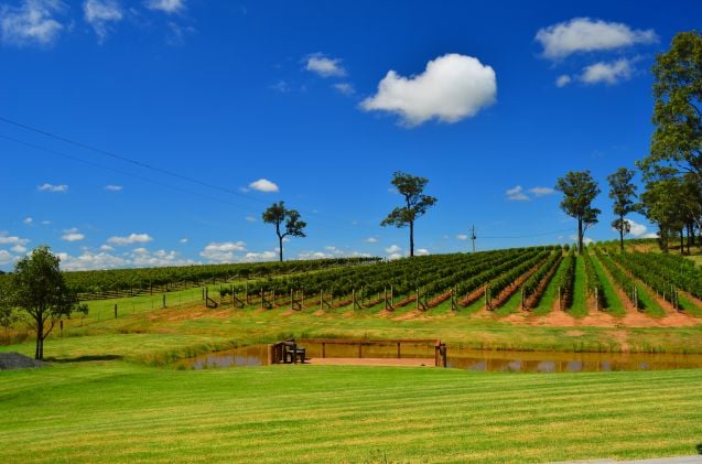 Hunter Valley on tunnettu viinitiloistaan.