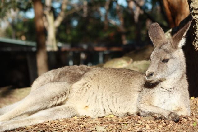 Kenguru paistattelemassa päivää Taronga Zoossa.