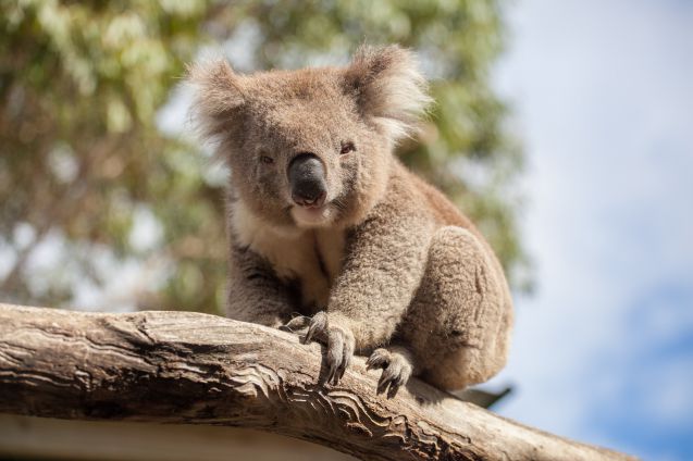 Koalat ovat suloisia, mutta niiden silittäminen on laissa kiellettyä.