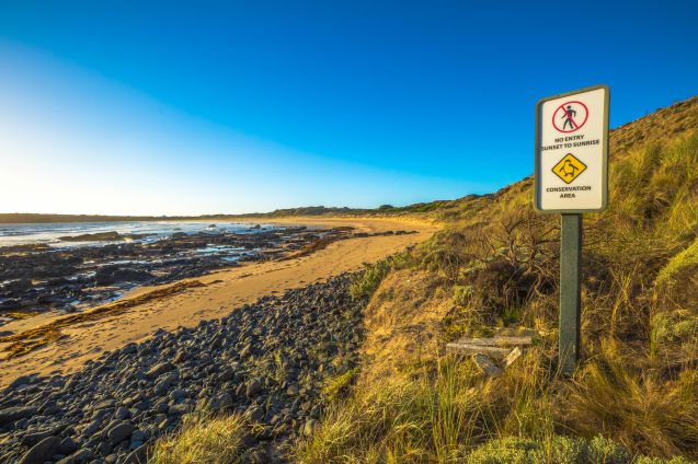 Ihmisiltä pääsy kielletty! Tämä alue rantaa on rauhoitettu suloisille sinipingviineille.
