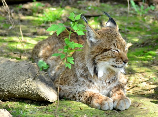 Ilves paistattelemassa päivää Skansenin eläinpuistossa.