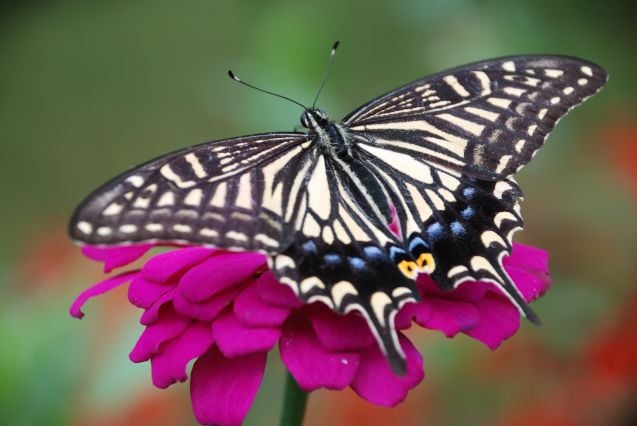 Tukholman Fjärilshusetissa pääsee ihailemaan kauniita perhosia.