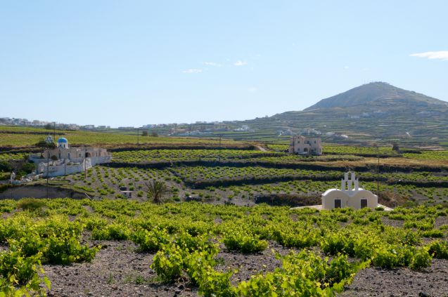 Santorinin viinitilat poikkeavat näkymiltään muista viinitiloista, sillä viljelykset ovat leikattu lyhyiksi, jotta ajoittain kovaakin tuivertava tuuli ei katkaise köynnöksiä.