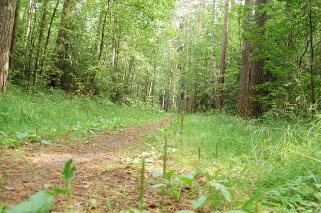 Porin ympäristössä on paljon metsää ja erinoimaiset lenkkeilymahdollisuudet. Kuva: Minna-Liisa Salonsaari