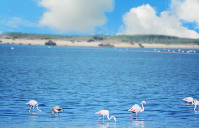 Flamingoja levähtämässä Sardinian rannikolla.