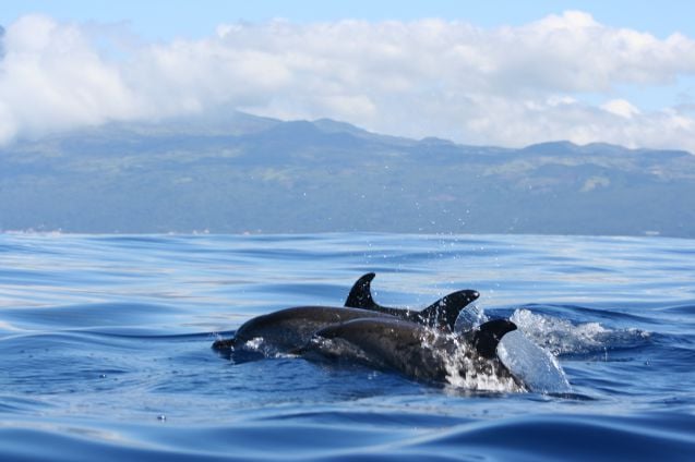 Azoreilla on hyvät mahdollisuudet bongata delfiinejä.