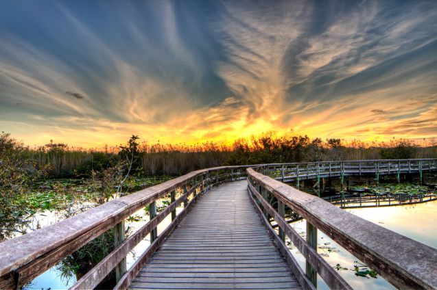 Evergladesin kansallispuistoa voi kiertää pitkospuilla tai veneellä.