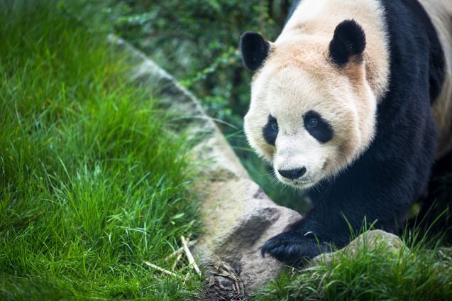 Edinburghin eläintarhassa voi nähdä myös uhanalaisia isopandoja, mutta ne nähdäkseen tulee tehdä aikavaraus etukäteen, sillä pandojen vierailuja rajoitetaan.