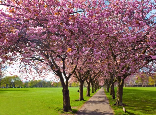 Edinburghin Meadows-puiston kirsikkapuut keväisessä kukkaloistossaan.
