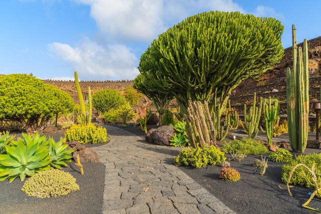 Lanzaroten kaktuspuistossa on yli 9000 kaktuslajiketta.