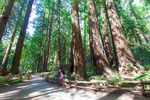 Muir Woods National Monumet.