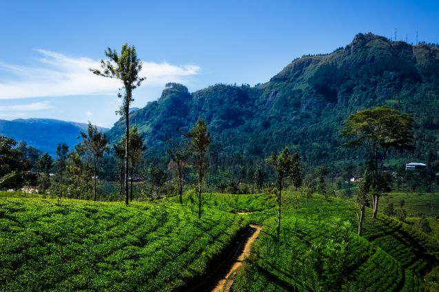 Teeplantaasiviljelmiä Nuwara Eliyan kaupungissa Sri Lankalla.