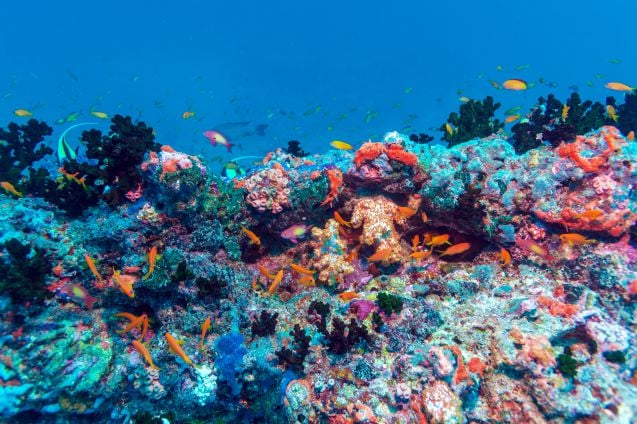 Malediivit tunnetaan sukeltajien paratiisina, ja vedenalainen maailma onkin siellä uskomattoman kaunis.