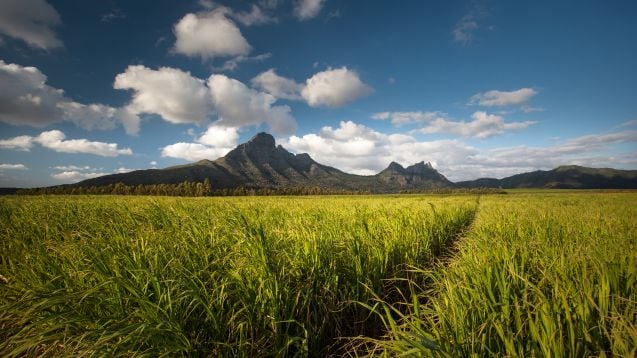 Sokeriruokopelto Mauritiuksella