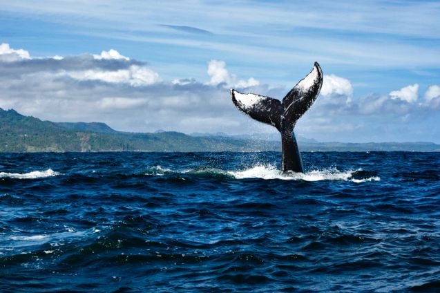 Paras aika valaiden bongaukseen Samanan niemimaalla on tammi-maaliskuussa.
