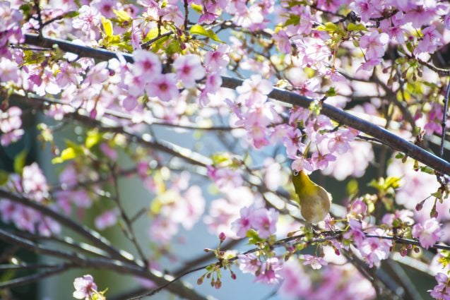 Ueno Park on yksi parhaista paikoista ihailla keväistä kirsikkapuiden kukkaloistoa.