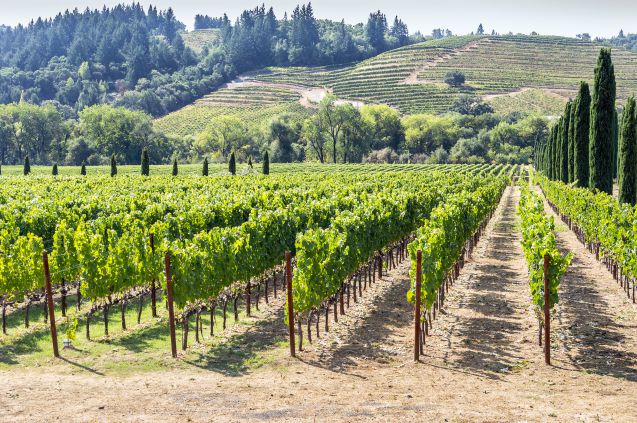 Ehkä maailman kuuluisin viinialue Napa Valley Kaliforniassa on myös loistava häämatkakohde. Kuva: © Golasza | Dreamstime.com