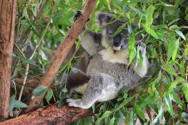 Lone Pine Koala Sanctuary