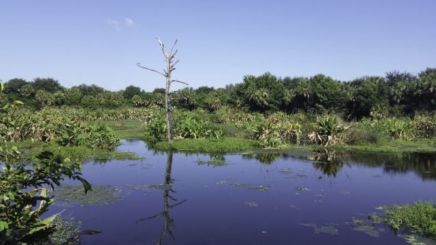 Everglades, Florida