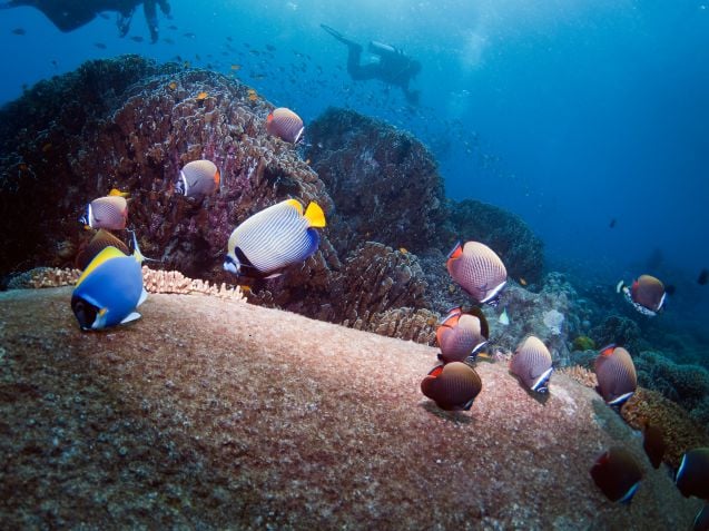 Sukeltaminen (Diving)