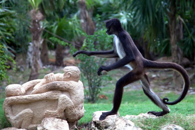 Hämähäkkiapina Xcaret-elämyspuistossa