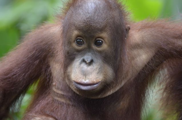 Singapore Zoo