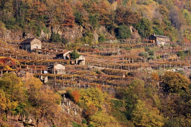 Viinitarha Aostan laaksossa