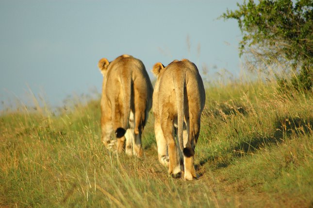 Sambia