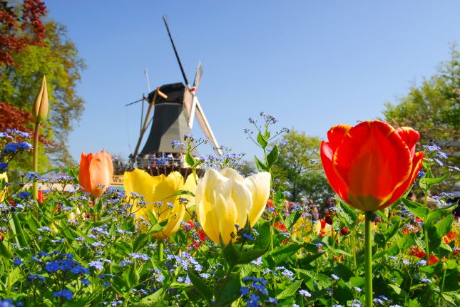 Lisse