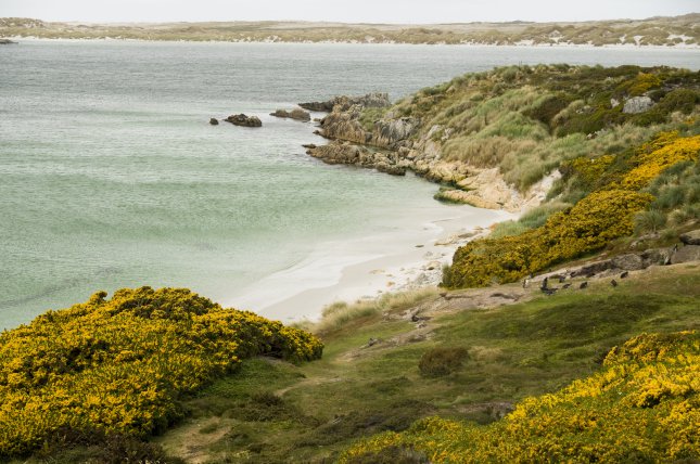 Falklandinsaaret