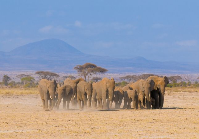 Amboseli