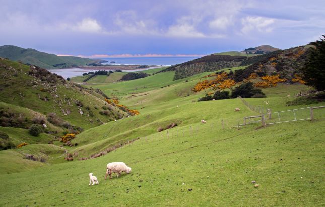 Dunedin