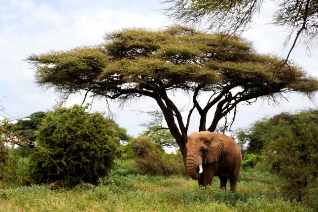 Masai Mara