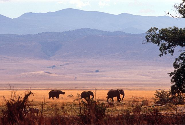Ngorongoro
