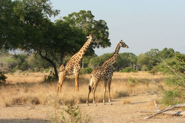 Selous