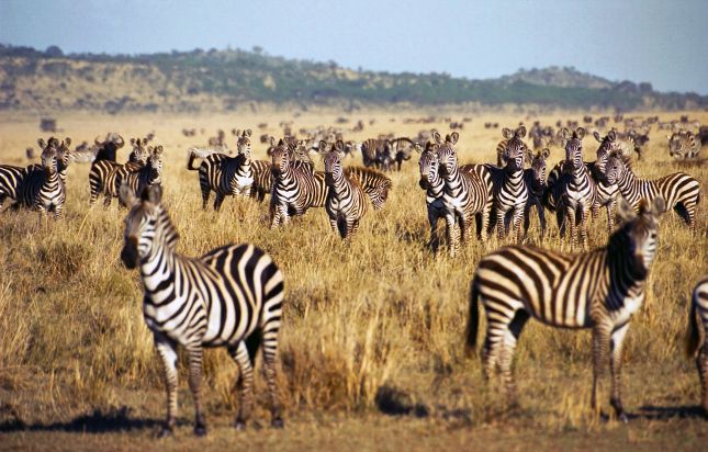 Serengeti