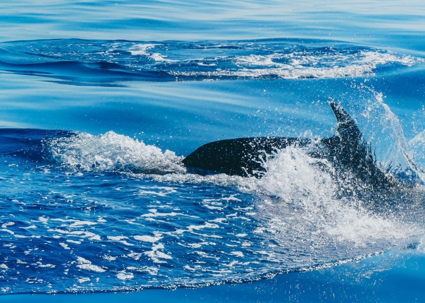 On erittäin todennäköistä päästä näkemään delfiinejä ja valaita jokaisella merimatkalla, sillä monet näistä merinisäkkäistä asuvat alueella pysyvästi. Kuva: © Ekomatkaajat