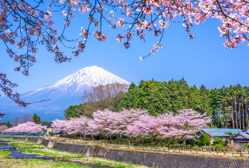 Fuji kuvattuna sakuran, eli kirsikankukkien kukinnan aikaan. Kuva: Sean Pavone | Dreamstime.com