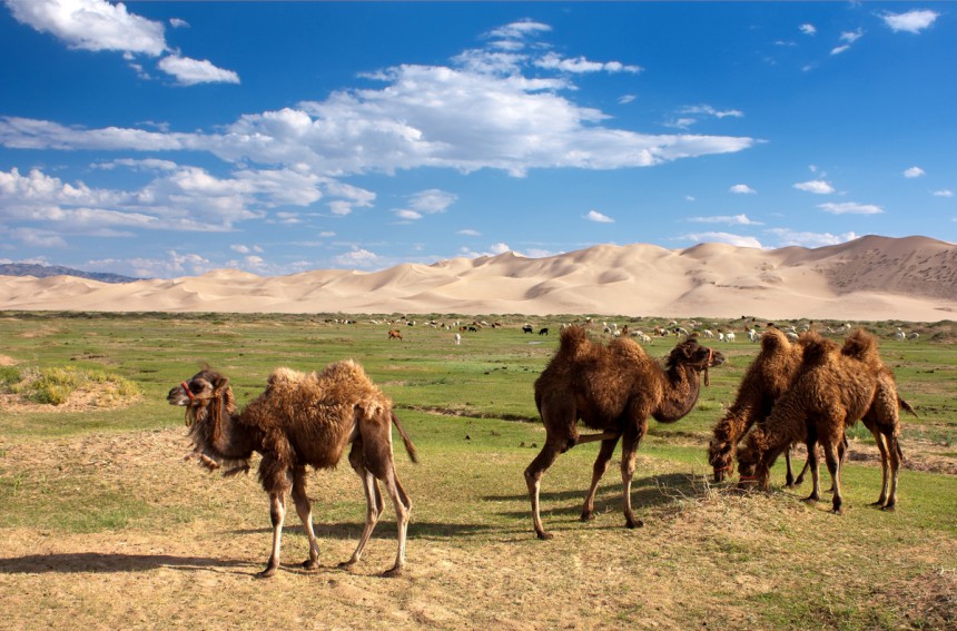 Mongoliassa voi ratsastaa kamelilla. Kuva: © Daniel Prudek | Dreamstime.com