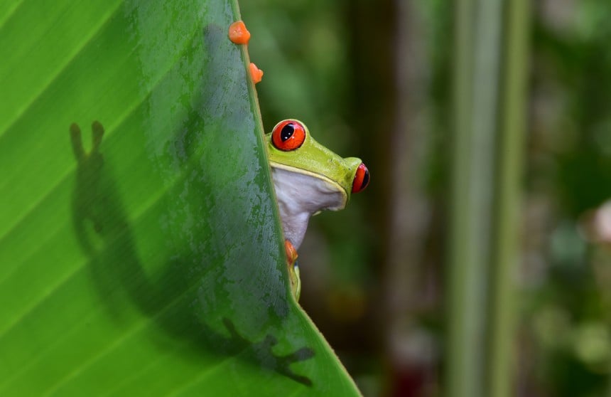 Costa Rica on kuuluisa monimuotoisesta eläimistöstään. Kuva: © Hotshotsworldwide | Dreamstime.com