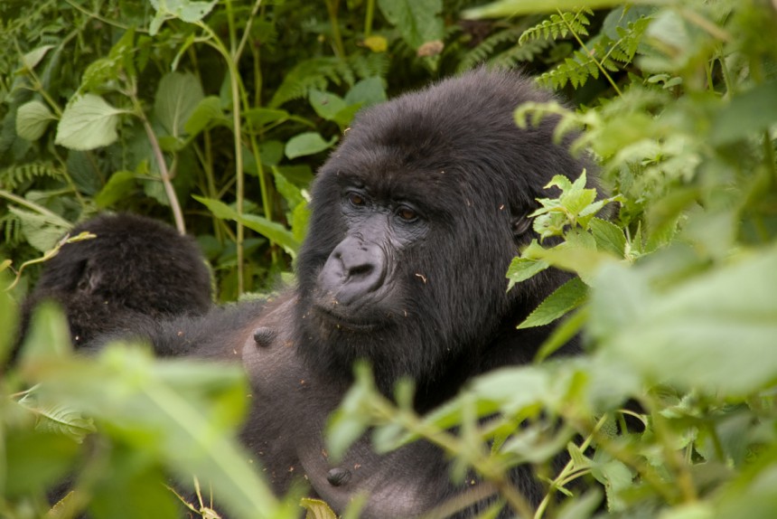Ruanda on tunnettu uhanalaisista vuorigorilloistaan. Kuva:  © Derek Rogers | Dreamstime.com